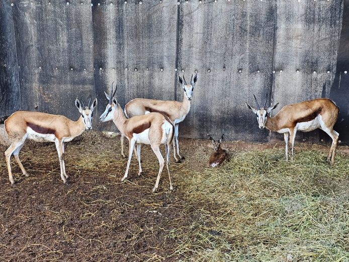 SPRINGBUCK | SAVANNAH (2)