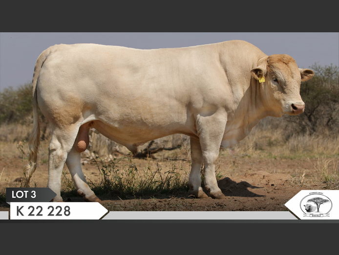 K 220228 | KOPERKOP HUGENOOT STOET