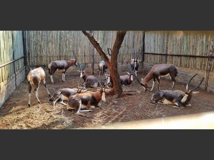 Blesbokke