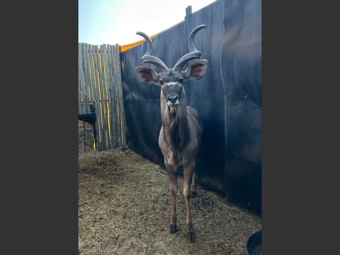 KUDU | HIGHLAND