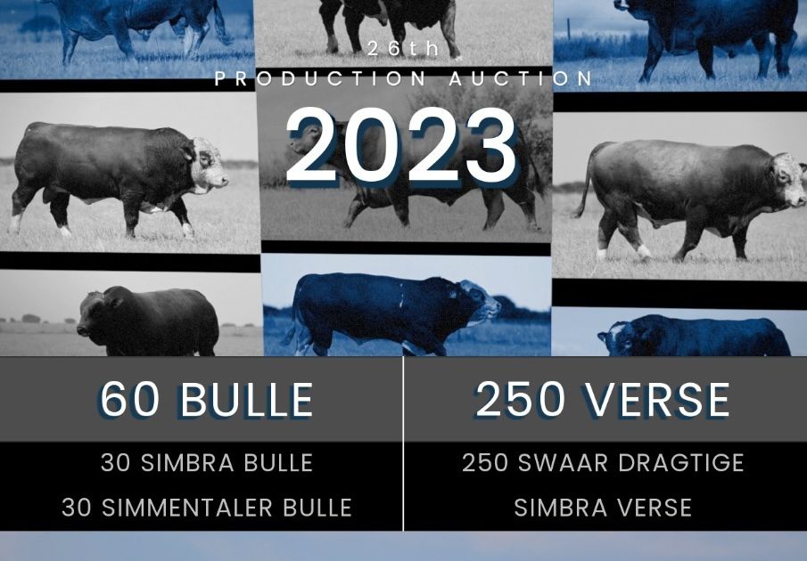 Malemba Boerdery 26th Production Auction Swiftvee Livestock
