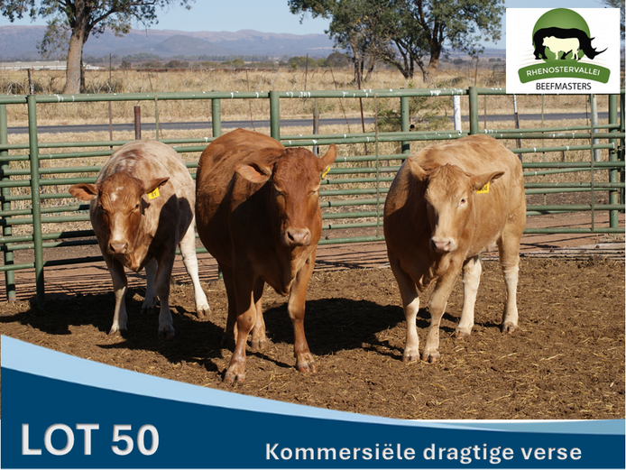 Commercial Animals | Rhenostervallei Beefmasters