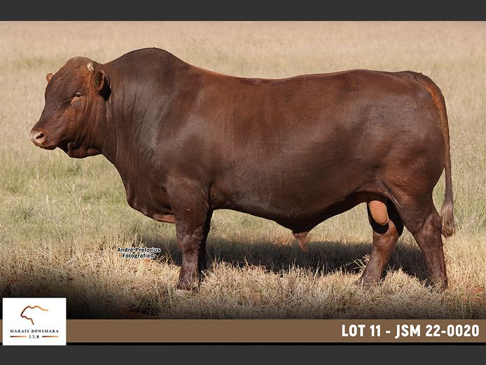 JSM220020 | MARAIS BONSMARAS