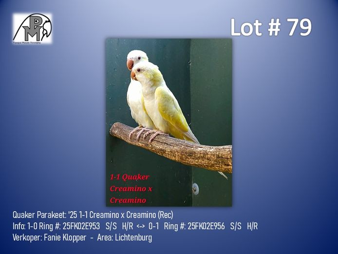 1-1 '25 Quaker Parakeet: Creamino x Creamino (Rec) - Fanie Klopper