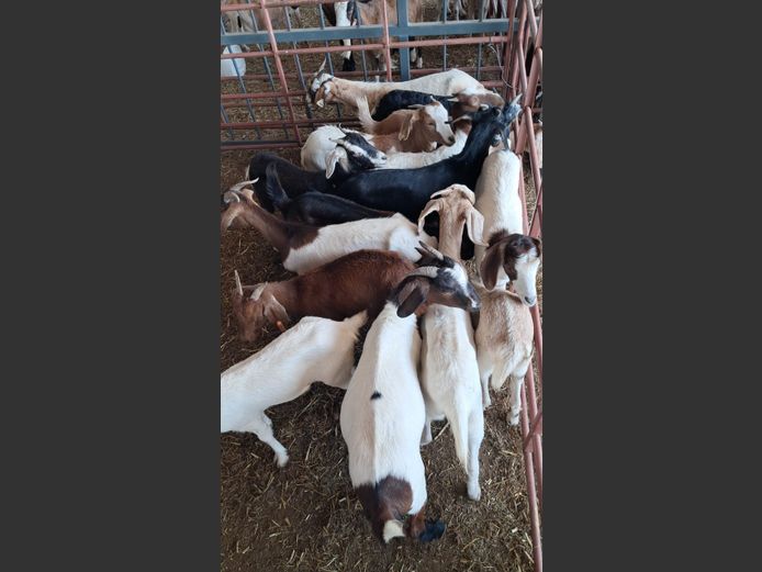 BOERBOK | NAZARDI BOERDERY