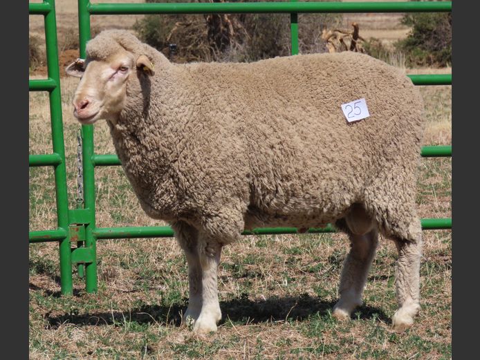 96 | Rooipoort Poenskop Merinos                
