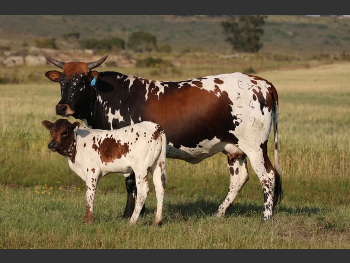 EX 240059 | EXSTEEN NGUNI’S & SANGA‘S
