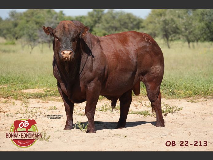 OB  220213 | BONKA BONSMARA (PTY) LTD