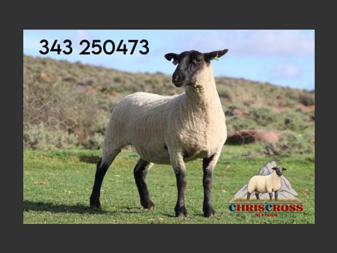 343250473 | CHRISCROSS SUFFOLKS