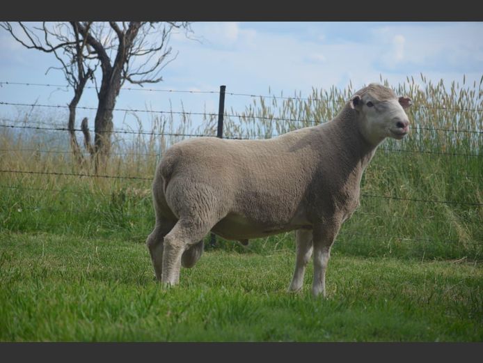 T 240166 | TWEE BROERS DORMER STOET