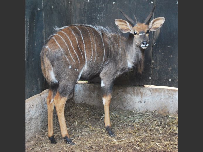 NYALA | BIRKEN VERVOER