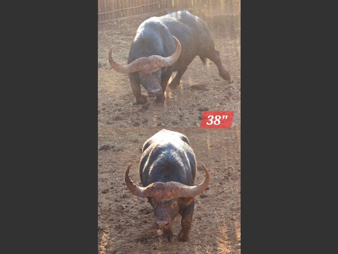 BUFFEL | WITGATBOOM
