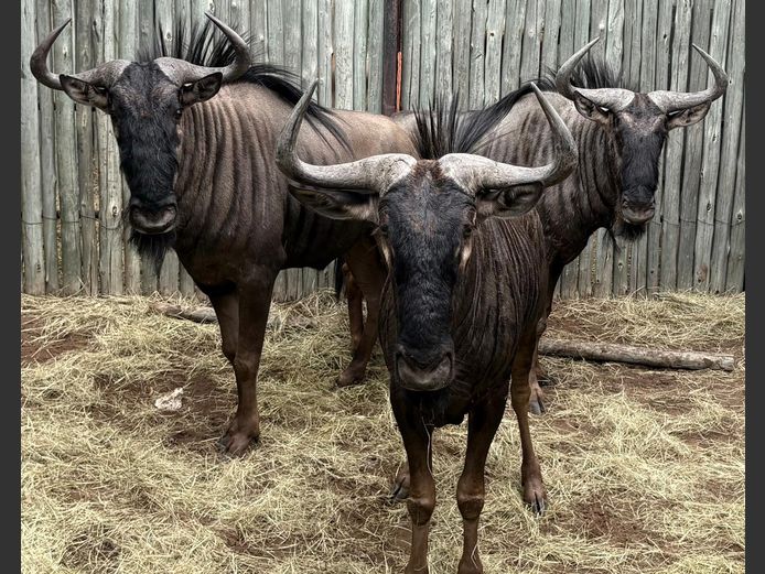 Blou Wildebees Bulle