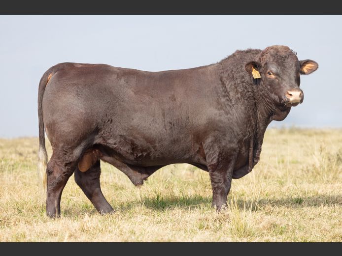 TZ 240056 | FAURZYL FARMING (PTY) LTD