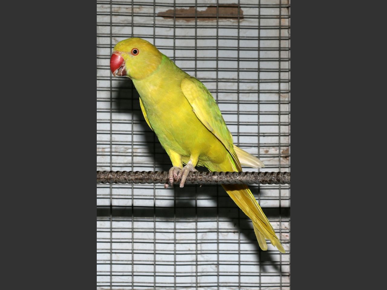 images