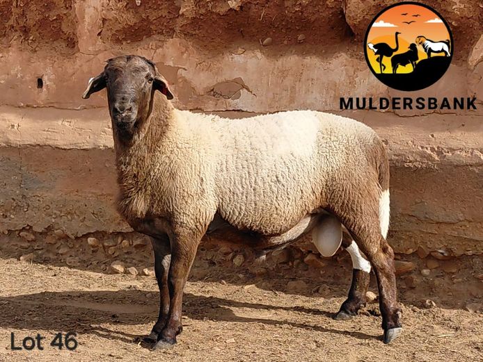 23-063 | Jaco Mulder - Muldersbank Meatmasters