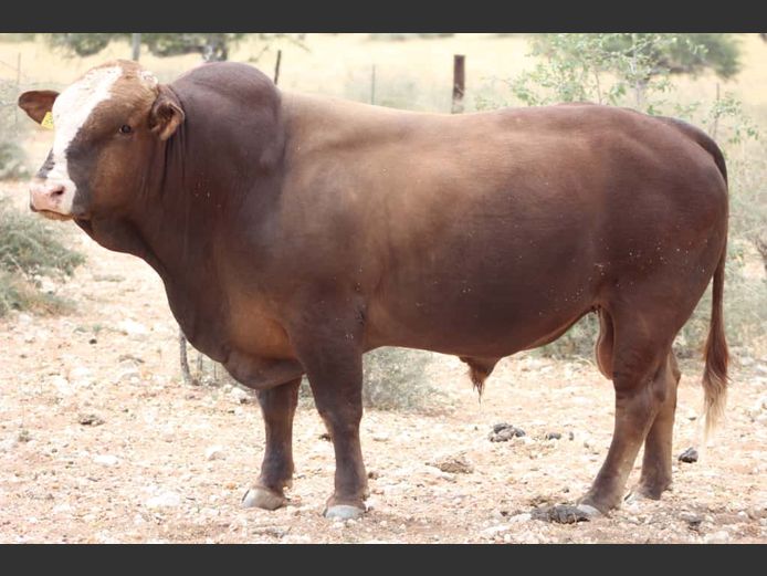 LMA228 | L.M.A SIMBRA STUD