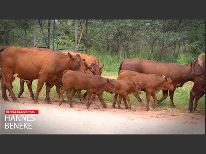 Commercial Female Animals - Beneke Bonsmaras | Nylstroom