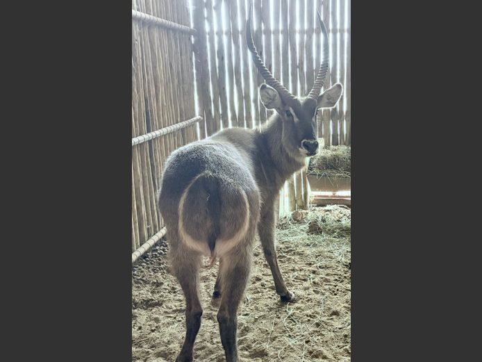 Waterbok Bul