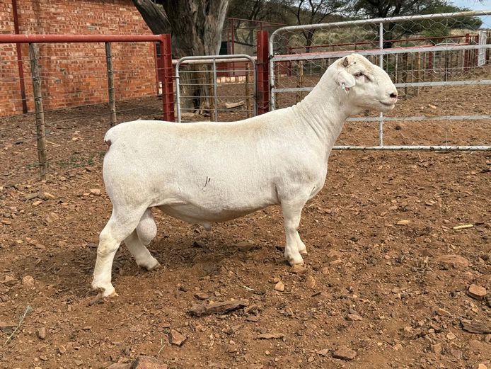 CJ Coetzee Witdorpers