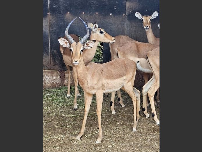 IMPALA | ESTELLE BREDENKAMP