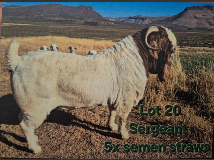 Semen Straws (Genetic Lot) | Tekoa Boerbokstoet
