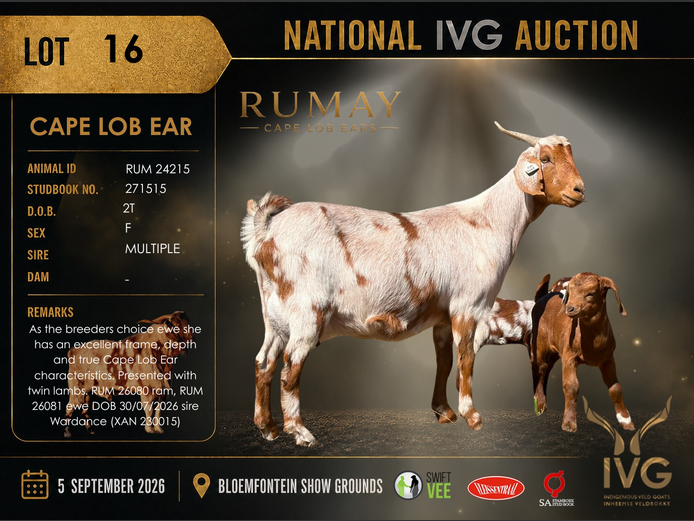 RUM 24215 | RUMAY STOET