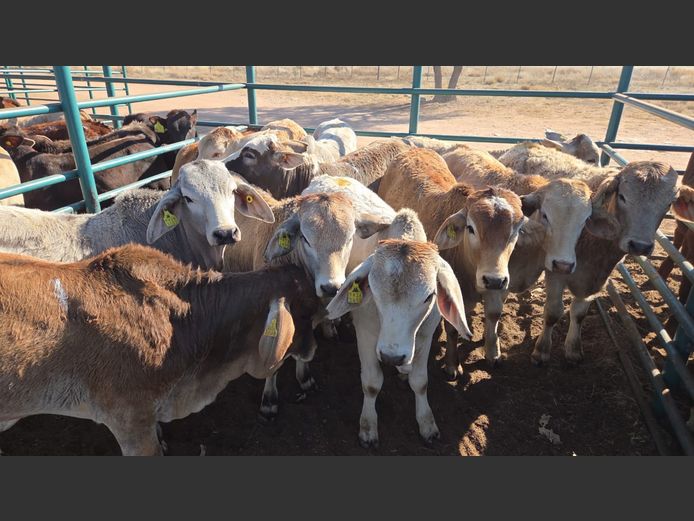 AGRA GOBABIS WEANER AUCTION