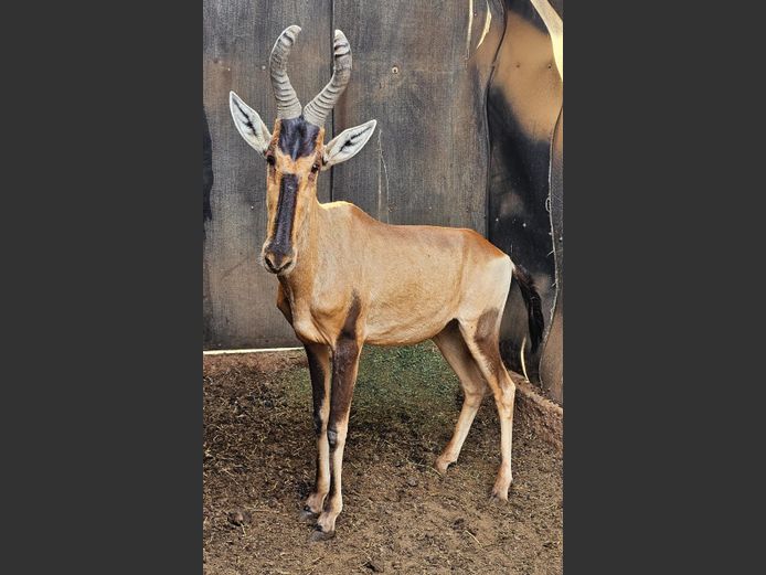 RED HARTEBEEST | DE KOCK BDY