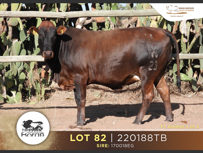 23-0209TB | 22-0188TB | THIESSSEN BORAN
