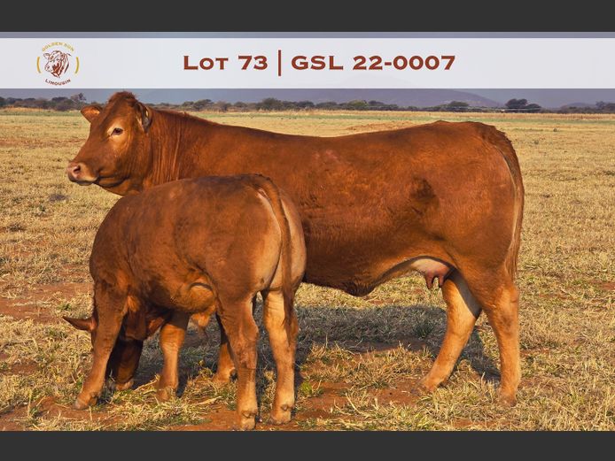 22-0007GSL | GOLDEN-SUN LIMOUSINES