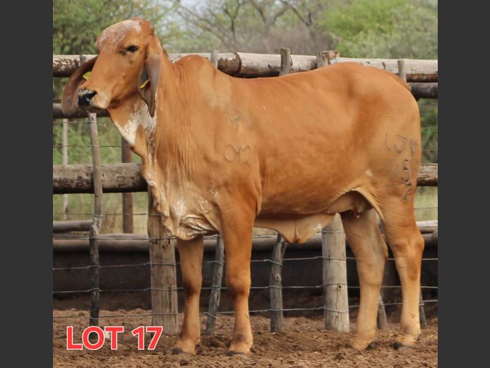 RED BRAHMAN - HEIFER