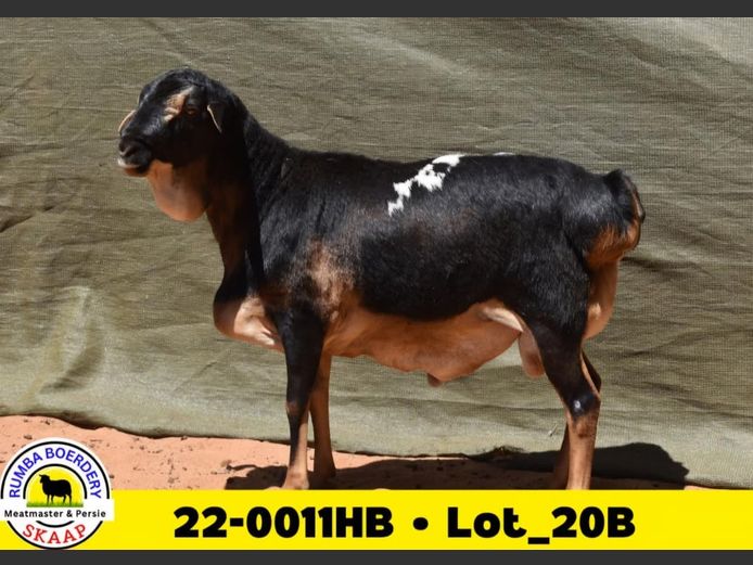 22-0011HB | RUMBA PERSIE