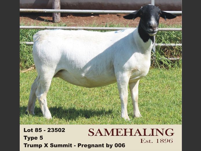 23502-330 | SAMEHALING DORPERS