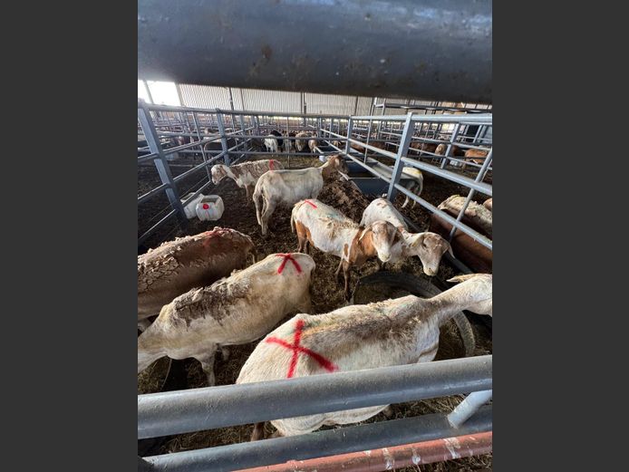 MEATMASTER | LOUMA BOERDERY