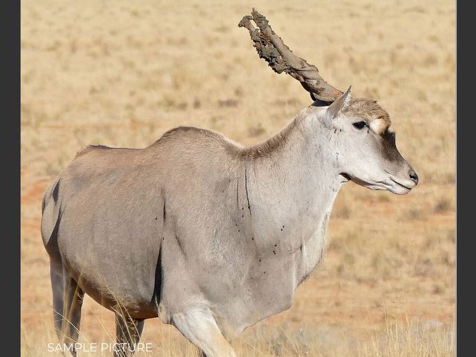 ELAND | DU PREEZ WILD