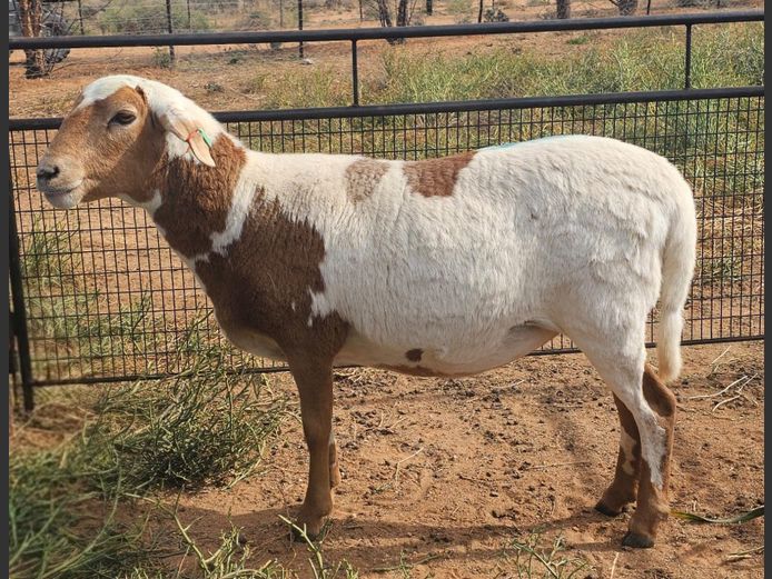 RBF 23 0051 | Deelfontein Meatmasters