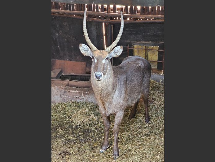 WATERBUCK | DAGBREEK