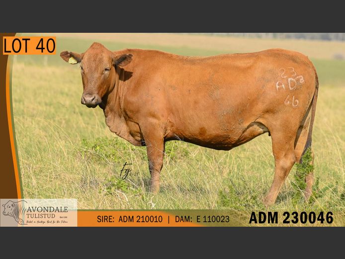 ADM 230046 | A.D. MULLINS