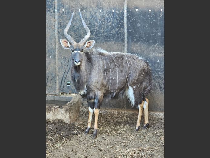 NYALA 27” | NYANE GAME