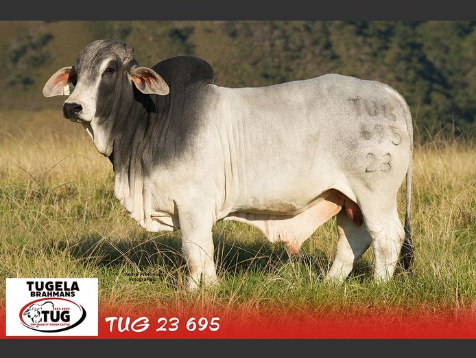 TUG23695 | TUGELA BRAHMANE