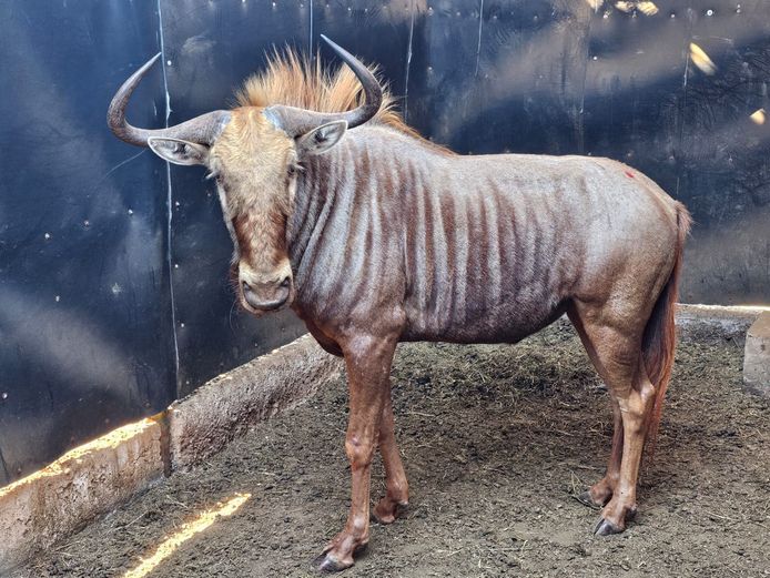 GOLDEN GNU 29” | DIPHOFU