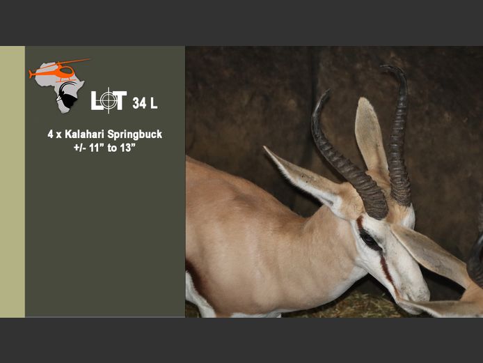 Kalahari Springbuck