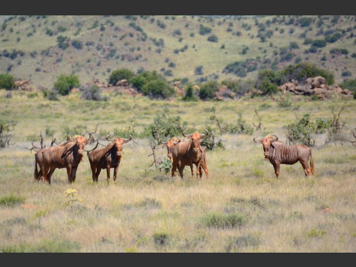 Goue Wildebees | Weltevrede (J Marx)