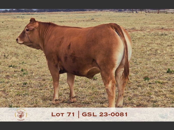 23-0081GSL | GOLDEN-SUN LIMOUSINES
