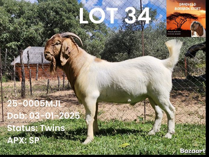 25-0005MJL | Sandveld Boerbok Stud