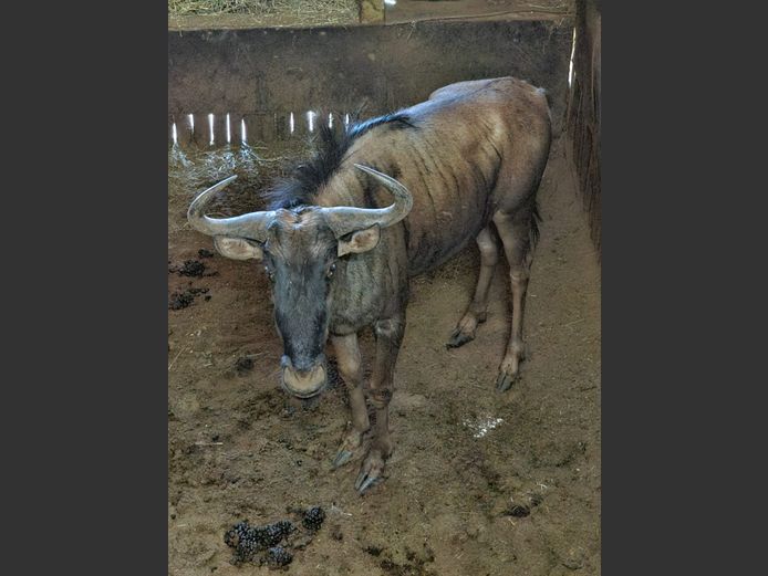 BLUEWILDEBEEST | NYANE GAME