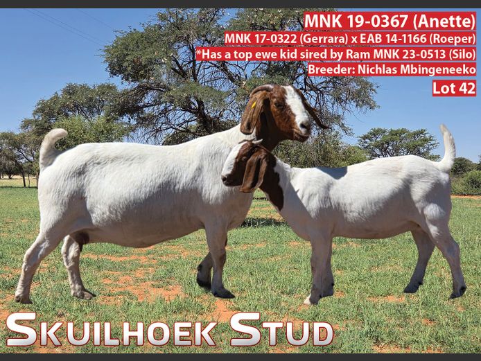 MNK 19-0367 (ANETTE) | NICHLAS MBINGENEEKO