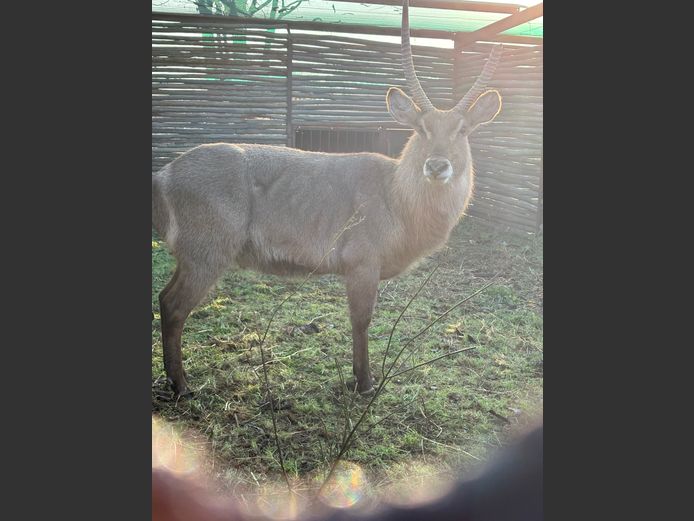 WATERBOK BUL-AF HORING