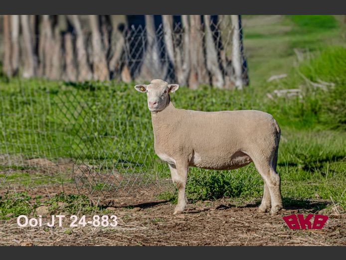 JT240883 | REMKUIL BOERDERY (EDMS) BPK